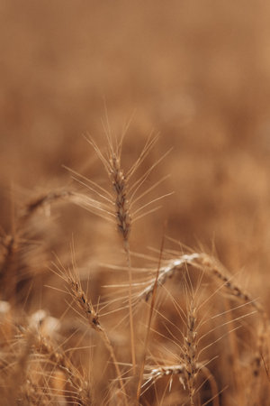 Ripe wheat fields natural landscape at sunset. farm harvest season.の写真素材