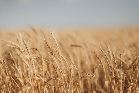 Ripe wheat fields natural landscape at sunset. farm harvest season.の写真素材