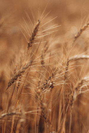 Ripe wheat fields natural landscape at sunset. farm harvest season.の写真素材