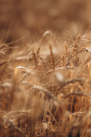 Ripe wheat fields natural landscape at sunset. farm harvest season.の写真素材