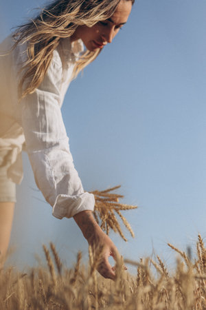 Ripe wheat fields natural landscape at sunset. farm harvest season.の写真素材