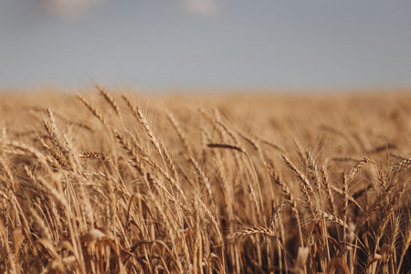 Ripe wheat fields natural landscape at sunset. farm harvest season.の写真素材