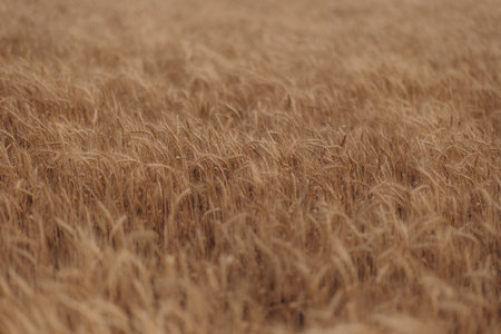 Ripe wheat fields natural landscape at sunset. farm harvest season.の写真素材