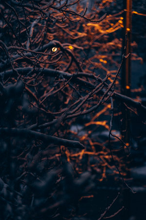 Reykjavik, the capital city of Iceland, at winter in nightの写真素材