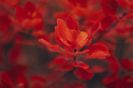 Autumn Landscape - Trees And Orange Foliage In Park At Sunsetの写真素材