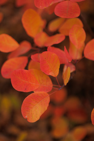 Autumn Landscape - Trees And Orange Foliage In Park At Sunsetの写真素材
