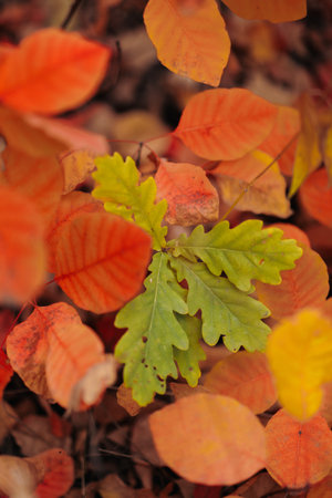 Autumn Landscape - Trees And Orange Foliage In Park At Sunsetの写真素材