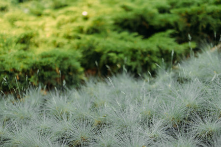 Autumn Landscape - Trees And Orange Foliage In Park At Sunsetの写真素材