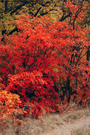 Autumn Landscape - Trees And Orange Foliage In Park At Sunsetの写真素材
