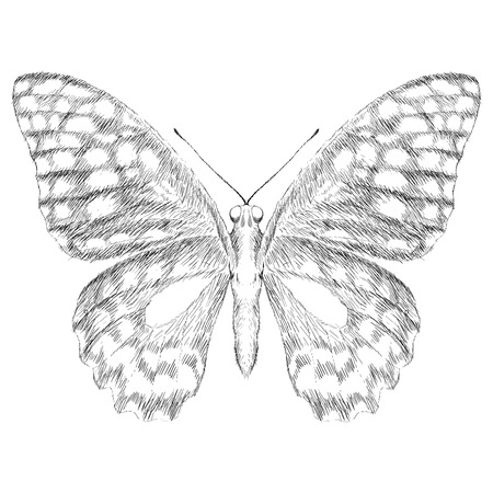 butterfly for tattoo or T-shirt design or outwear.  Cute print style butterfly background.のイラスト素材