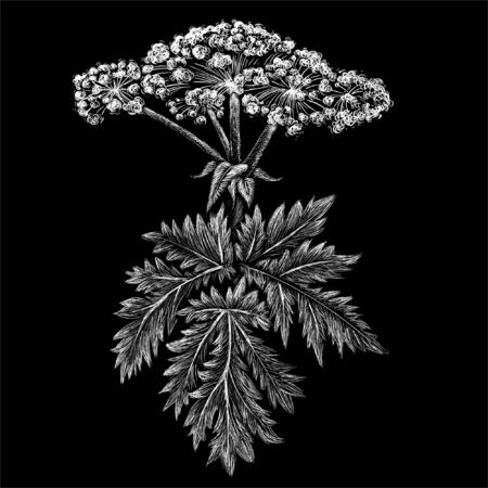 hogweed for tattoo or T-shirt design or outwear.  Cute print style hogweed background. This drawing is for black fabric or canvasのイラスト素材