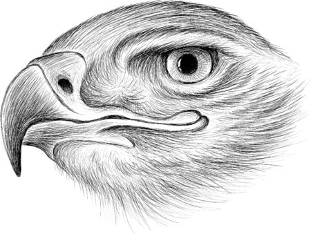 Eagle falcon crow bird vector illustration art print T-shirt apparel or tattoo design or outwear. Hunting style eagle background. This hand drawing is for black fabric or canvas.のイラスト素材