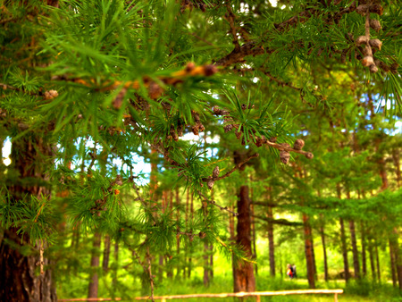 pine cones