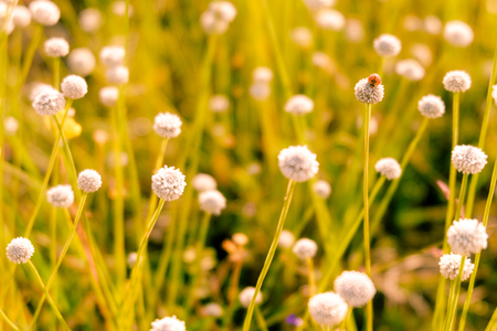 Ladybugs's life