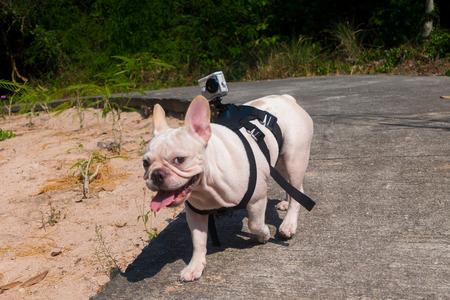 French bulldog in townの写真素材