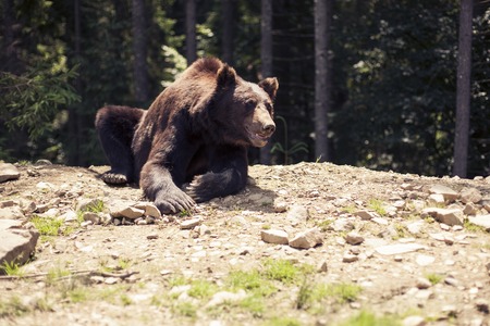 Big Brown Bear in the forest. Predatory brown grizzly bear in the wild worldの写真素材