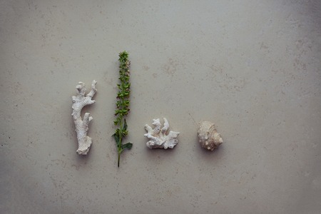 Close up shot of dead coral that look like brain or bee hiveの写真素材