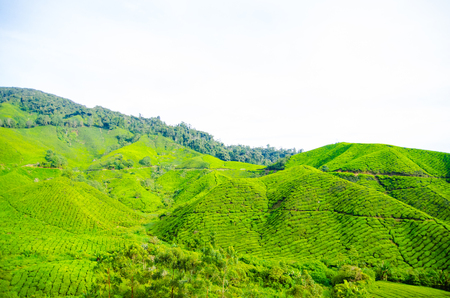 Tea plantations in Malaysiaの写真素材