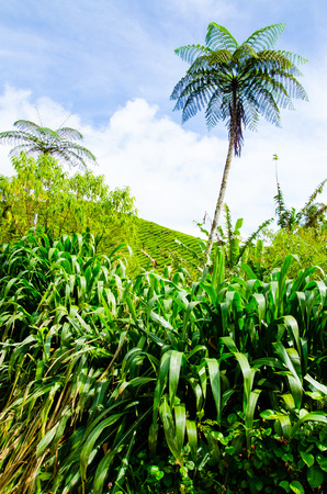 Tea plantations in Malaysiaの写真素材