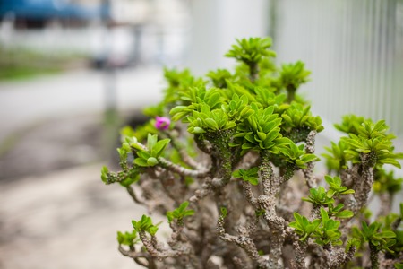 Plants, flowerpots, flowerbed in the largest Buddhist temple Kekの写真素材