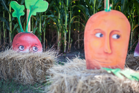 Decorative composition modern vegetablesの写真素材