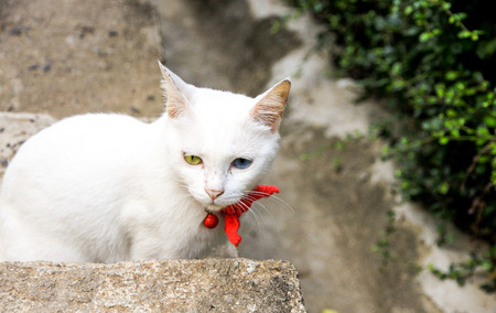 Thai cat with blue and yellow eyesの写真素材
