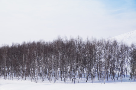 Leafless tree in snow fieldの写真素材