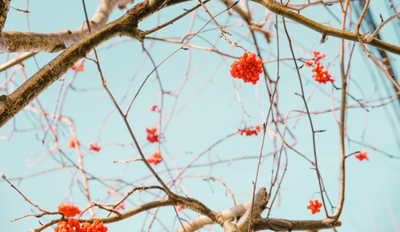 Red rowan berries and branches with blue skyの写真素材