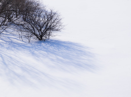 Leafless tree in snow fieldの写真素材