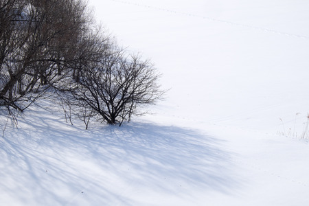 Leafless tree in snow fieldの写真素材