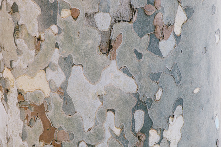 Texture of plane tree  Camouflage tree bark backgroundの写真素材