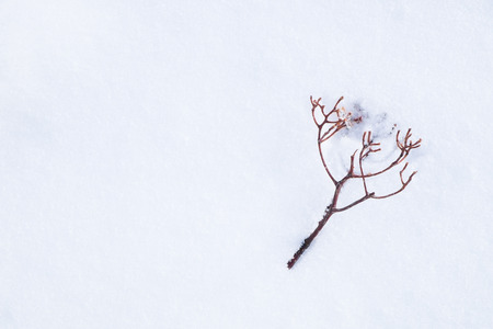 Tiny leafless berry branch fall on snowの写真素材