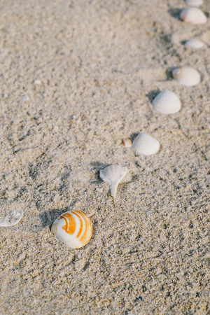 Seashells in a row on sand background - shallowed depth of field