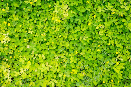 Top view of small plant leaves backgroundの写真素材