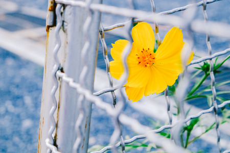 Yellow flower in metal cageの写真素材