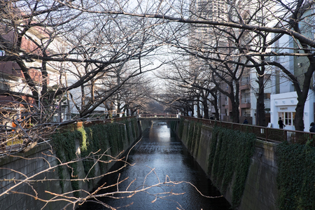 TOKYO, JAPAN - FEBRUARY 11: Leafless cherry blossom tree along Meguro river on FEBRUARY 11, 2015 in Tokyo. Meguro river is one of popular spot for cherry blossom viewing in Tokyo.のeditorial素材