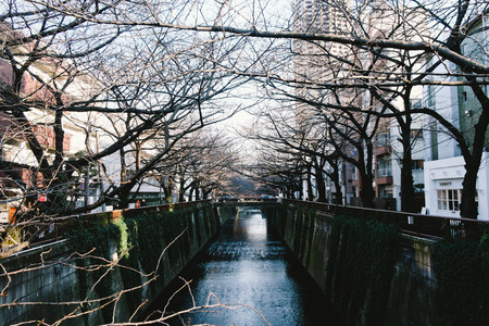 TOKYO, JAPAN - FEBRUARY 11: Leafless cherry blossom tree along Meguro river on FEBRUARY 11, 2015 in Tokyo. Meguro river is one of popular spot for cherry blossom viewing in Tokyo.のeditorial素材