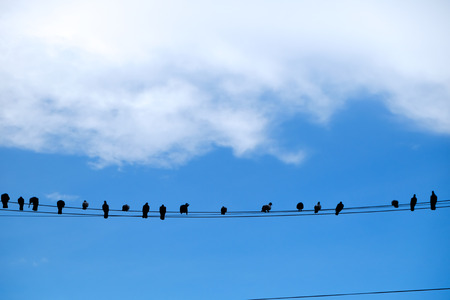 Birds on an electric wire with blue skyの写真素材