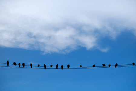 Birds on an electric wire with blue skyの写真素材