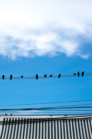 Birds on an electric wire with blue skyの写真素材