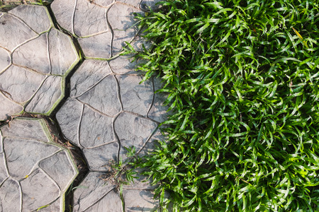 Walking path and green grass in the gardenの写真素材