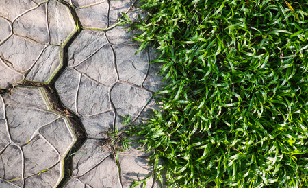 Walking path and green grass in the gardenの写真素材
