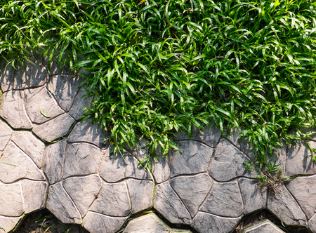 Walking path and green grass in the gardenの写真素材