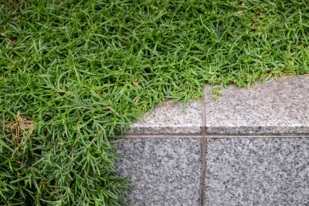Green plant creeping on granite stoneの写真素材