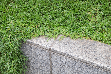 Green plant creeping on granite stoneの写真素材