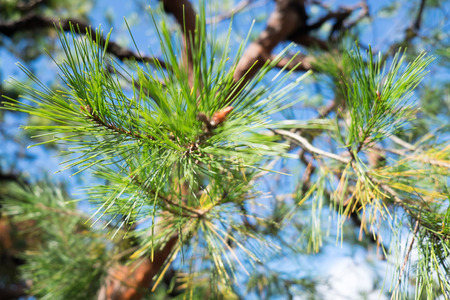 Blur pine needle with blue sky backgroundの写真素材