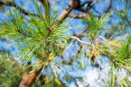 Blur pine needle with blue sky backgroundの写真素材