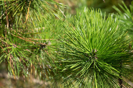 Blur green pine needleの写真素材