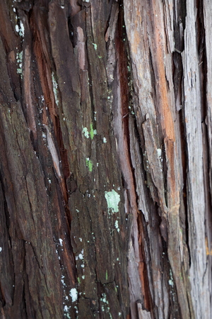 Gingko tree bark textureの写真素材