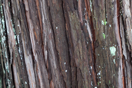 Gingko tree bark textureの写真素材